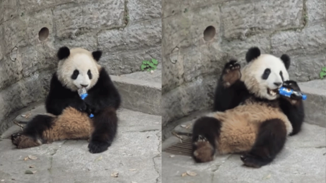 visitor-drops-plastic-bottle-inside-panda-enclosure-how-its-caregiver-retrieved-it-is-too-cute-to-miss-viral-video